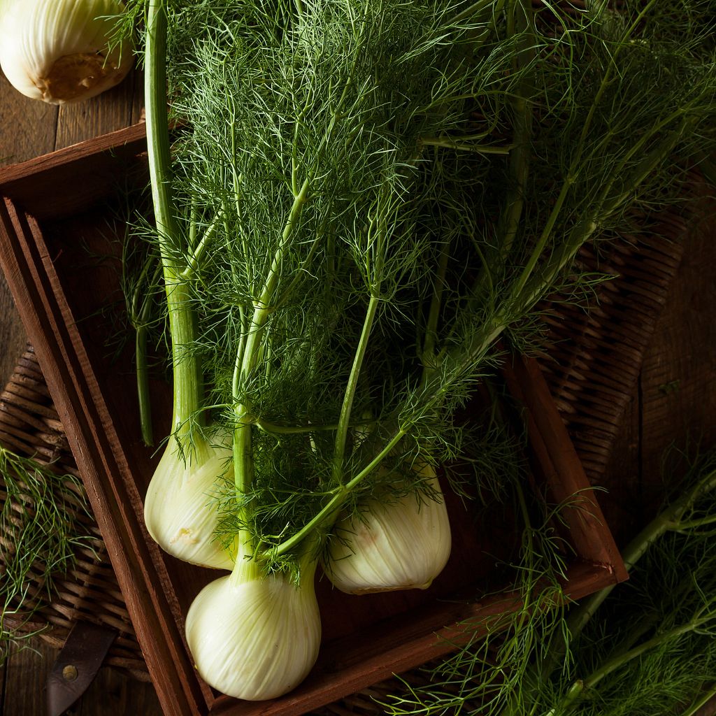Whole white fennel bulbs with long green feathery stalks in a wooden tray on a rustic wicker surface.